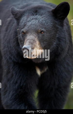L'ours noir (Ursus americanus), Jasper National Park, Alberta, Canada, Amérique du Nord Banque D'Images