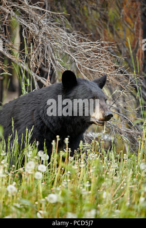 L'ours noir (Ursus americanus) commune de manger le pissenlit (Taraxacum officinale), Jasper National Park, Alberta, Canada, Amérique du Nord Banque D'Images