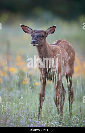 Le wapiti (Cervus canadensis) chez les veaux, les fleurs sauvages du Parc National de Jasper, Alberta, Canada, Amérique du Nord Banque D'Images