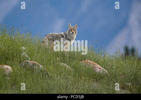 Le Coyote (Canis latrans), Jasper National Park, site du patrimoine mondial de l'UNESCO, de l'Alberta, au Canada, en Amérique du Nord Banque D'Images