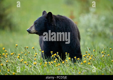 L'ours noir (Ursus americanus) commune de manger le pissenlit (Taraxacum officinale), Jasper National Park, Alberta, Canada, Amérique du Nord Banque D'Images