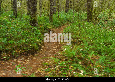 Gales Creek Trail, la Forêt d'état de l'Oregon, Tillamook Banque D'Images