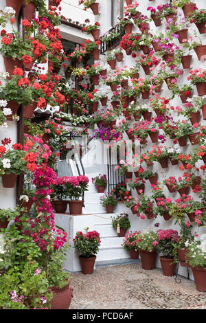 Les couleurs de l'image de fleurs au Festival des patios, Cordoue, Andalousie, Espagne, Europe Banque D'Images