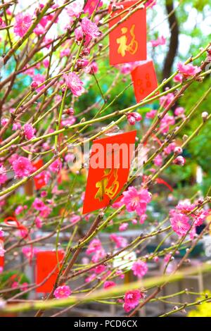 Cerisiers avec Lai Voir Enveloppes rouges pour le Nouvel An chinois, Hong Kong, Chine, Asie Banque D'Images