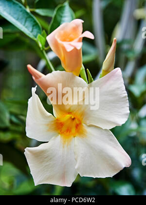 Parasol sun abricot floraison fleurs vigne Mandevilla appartenant à l'apocyn, famille Apocynaceae, nom commun rock trompette dans un jardin patio. Banque D'Images