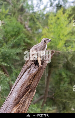 Meerkat sur service de sentinelle Banque D'Images