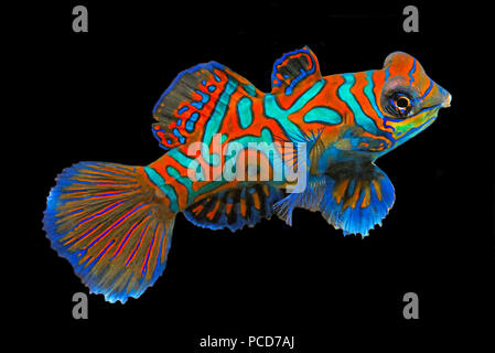 Mandarinfish ou mandarin dragonet (Synchiropus splendidus), Sabang Beach, Mindoro, Philippines Banque D'Images