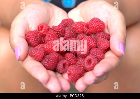 Woman's hands avec des framboises en forme de cœur. Banque D'Images