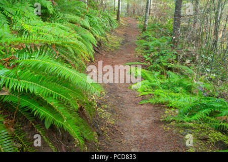 C Triple Trail, Tillamook State Forest, Virginia Banque D'Images