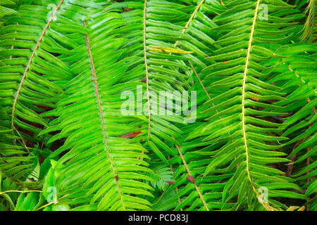 Western sword fern (Polystichum munitum) le long du sentier, TRIPLE C Tillamook State Forest, Virginia Banque D'Images