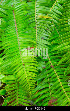 Western sword fern (Polystichum munitum) le long du sentier, TRIPLE C Tillamook State Forest, Virginia Banque D'Images