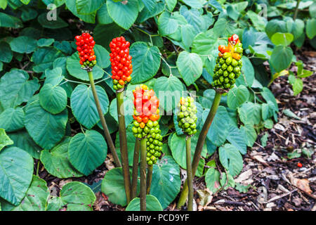 Baies rouges et vertes de l'Arum italicum 'Marmoratum' de plus en plus Royal Horticultural Society (RHS) Jardins, Wisley en été Banque D'Images