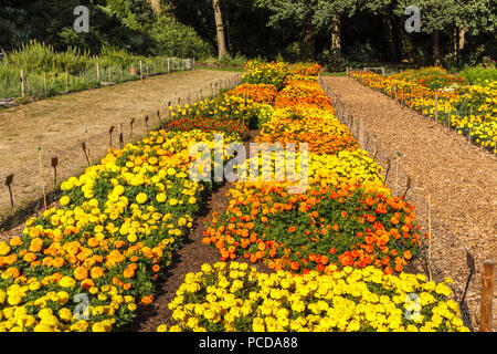 Procès de couleurs chaudes couleurs Tagetes hybride (Œillets) dans le domaine des essais à la Royal Horticultural Society (RHS) Jardins, Wisley en été Banque D'Images