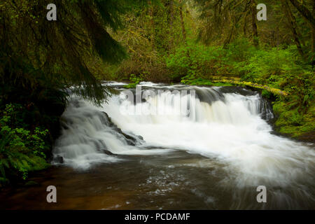 Barrior tombe le long du sentier, Gnat Clatsop State Forest, Virginia Banque D'Images