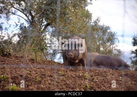 Les porcs ibériques noire soulevées pour Jamon Iberico, Portugal Banque D'Images