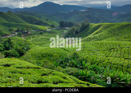 Les plantations de thé dans la région de Cameron Highlands, Pahang, Malaisie Banque D'Images