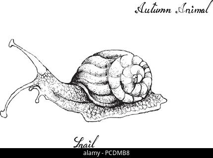 Des animaux d'automne, de l'illustration à la main de l'Escargot isolé sur fond blanc. Animal symbolique pour montrer les signes d'automne. Illustration de Vecteur