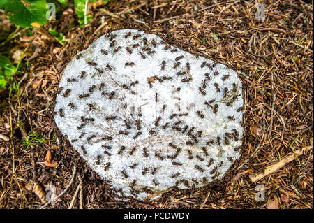 Les fourmis des bois rouge sur un rocher calcaire reposant sur leur nid. Banque D'Images