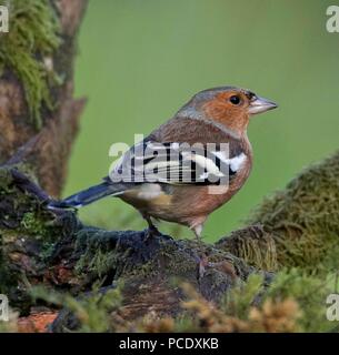 Chaffinch dans le bois Banque D'Images