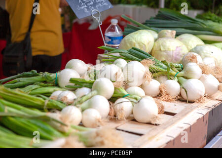 Grand frais oignons de printemps en vente sur un étal du marché français à Toulon dans le sud de la France Banque D'Images