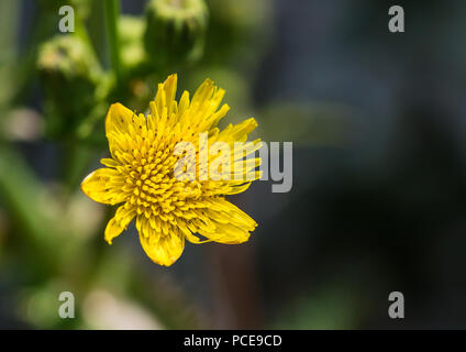 Un plan macro sur une fleur jaune laiteron piquant. Banque D'Images