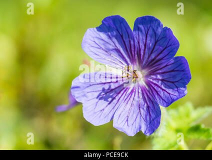 Un plan macro sur une fleur de géranium vivace bleu. Banque D'Images