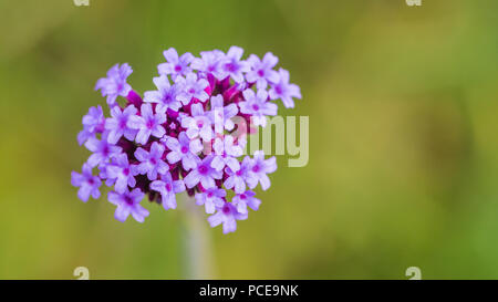 Un plan macro sur les fleurs pourpre clair d'une usine de verveine. Banque D'Images