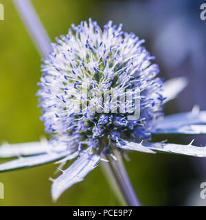 Une macro shot of sea holly blue hobbit. Banque D'Images