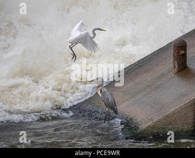 Une grande aigrette Ardea alba, prépare à la terre à proximité d'un grand héron, Ardea herodias près du déversoir d'un barrage. Banque D'Images