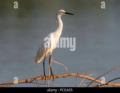 Une Aigrette neigeuse Egretta, THULE, perché sur une branche au lever du soleil. Banque D'Images