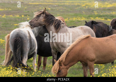 Cheval islandais ou poney islandais, montrant des animaux du troupeau dans le champ en Islande Banque D'Images