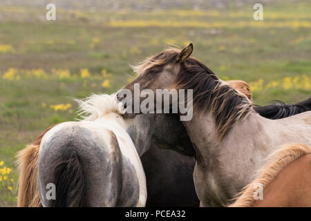 Cheval islandais ou poney islandais, montrant des animaux du troupeau dans le champ en Islande Banque D'Images
