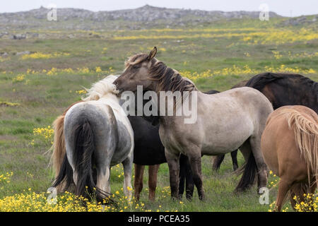 Cheval islandais ou poney islandais, montrant des animaux du troupeau dans le champ en Islande Banque D'Images