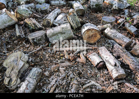 Morceaux de bois de chauffage coupé jusrt sur le terrain dans la forêt Banque D'Images