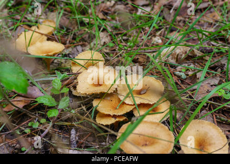 Dans moss de champignons après la pluie de longue date bir Banque D'Images