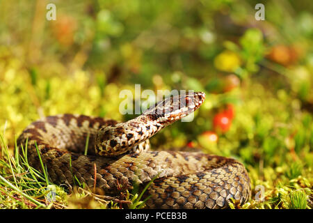 Beau mâle additionneur européen commun dans l'habitat naturel ( Vipera berus ) Banque D'Images