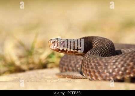 Brown Vipera berus close up, l'ophioglosse commun traversé Banque D'Images