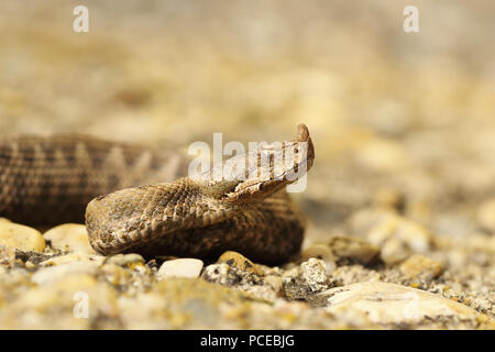 Gros plan du sand viper juvénile ( Vipera ammodytes ) Banque D'Images