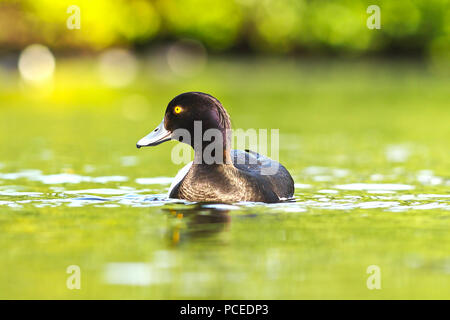 Fuligule morillon sur la surface de l'eau ( Aythya fuligula ) Banque D'Images