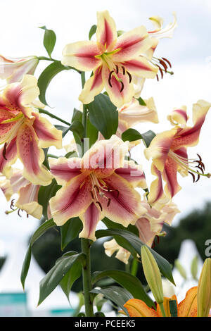 Lilium 'oriental trompette La Holland's beauty ' . Lis Oriental 'Trompette holland's beauty ' sur une fleur show display. UK Banque D'Images