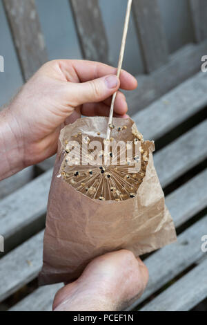 Sauver jardinier graines allium dans un sac de papier. UK Banque D'Images