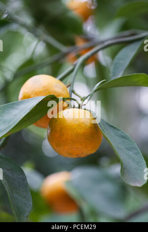 Citrus reticulata 'Okitsu' fruit. Banque D'Images