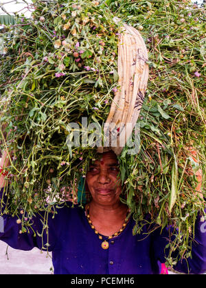 Femme indienne transportant des aliments pour bétail sur sa tête à Powalgarh Uttarakhand, Inde, Village Banque D'Images