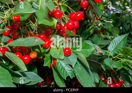 Cerise sur une branche d'arbre. Cerises fraîches, rouges et les cerises sur une branche. Banque D'Images