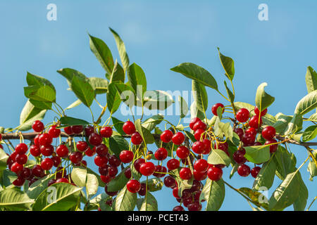Cerise sur une branche d'arbre. Cerises fraîches, rouges et les cerises sur une branche. Banque D'Images