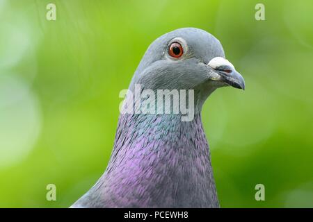 Portrait d'un pigeon Banque D'Images