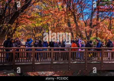 Momiji Tunnel (もみじ回廊) en saison d'automne au Mont Fuji (Fujisan, 富士山) et le lac Kawaguchi (Kawaguchiko 河口湖,), région de Chubu, au Japon. Banque D'Images