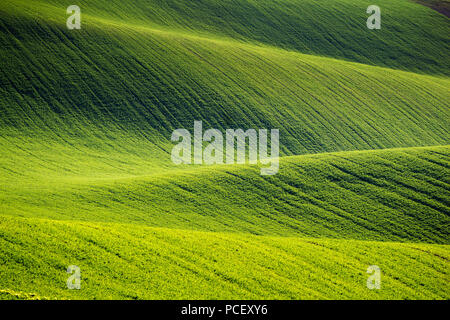 Collines de champs de blé vert. Conte fantastique paysage minimaliste avec des vagues de collines, les collines. Abstrait d'arrière-plan. La Moravie du Sud, Banque D'Images