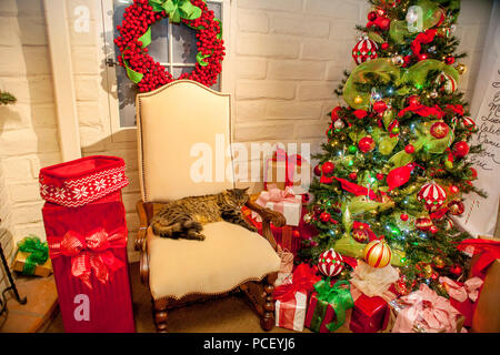 Une sieste chat détend sur Santa's chair dans l'Enchanted Forest Gnome. (Photo par Spencer Grant) Banque D'Images