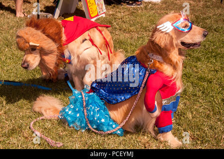 Les Golden Retrievers en un super héros et un lion se préparer pour participer à la parade de costumes à la Huntington Beach, CA, dog show. (Photo par Spencer Grant) Banque D'Images